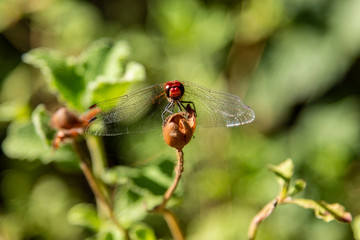 Macro photo of a dragonfly head
