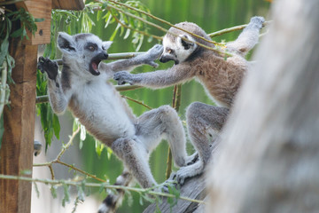 Young funny  ring-tailed lemurs playing