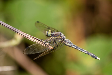 Macro photo of a dragonfly head