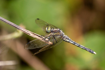 Macro photo of a dragonfly head