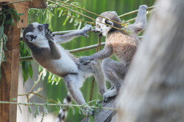 Young funny  ring-tailed lemurs playing