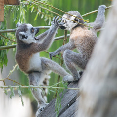 Young funny  ring-tailed lemurs playing
