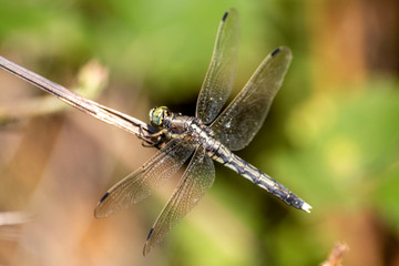 Macro photo of a dragonfly head