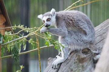 Ring-tailed lemur