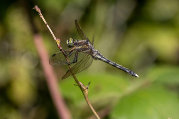 Macro photo of a dragonfly head