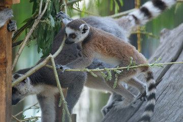 Young funny  ring-tailed lemur