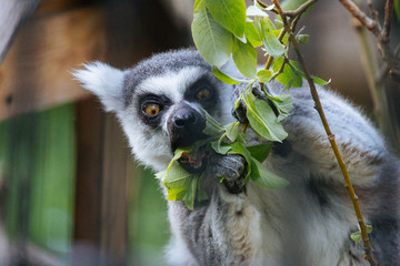 Ring-tailed lemur