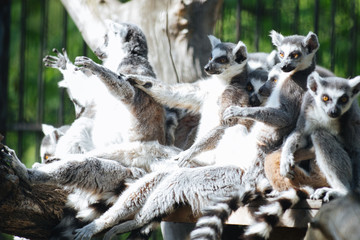 Young funny ring-tailed lemurs in the family