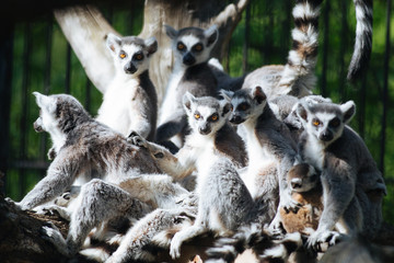 Young funny ring-tailed lemurs in the family