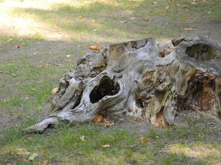 unusual stump