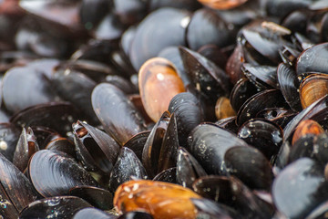 Mussels stuck on rocks by the sea