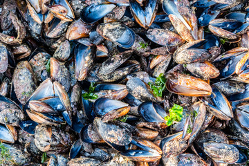 Empty mussel shells
