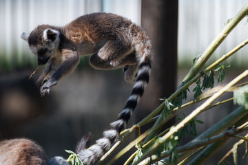 Young funny ring-tailed lemur jumping