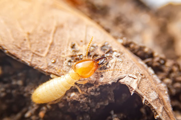 The small termite on decaying timber. The termite on the ground is searching for food to feed the larvae in the cavity.