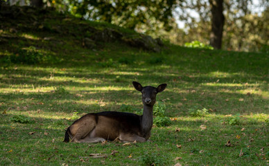 female deer lying in the forest meadow in autumnal light 
