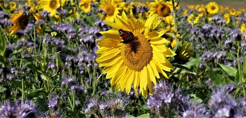 Obraz premium Sonnenblume mit Schmetterling