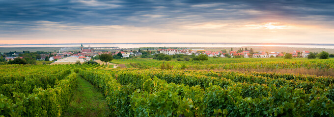 Vineyards near village of Rust on the lake in Burgenland - obrazy, fototapety, plakaty
