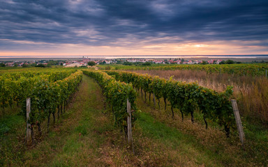 Fototapeta na wymiar Vineyards near village of Rust on the lake in Burgenland
