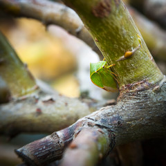 Buffalo treehopper on a branch of a tree