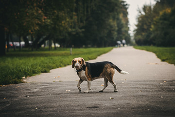 Cute beagle don in the autumn park.