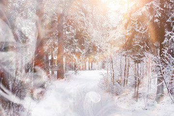 Winter landscape. Forest under the snow. Winter in the park.