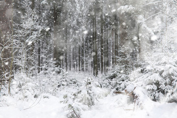 Fototapeta na wymiar Winter landscape. Forest under the snow. Winter in the park.