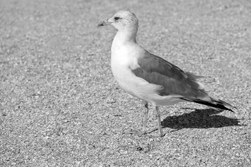 Larus argentatus. Silver gull on the seashore. Black and white photo