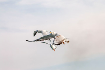 Seagull flying in the blue sky