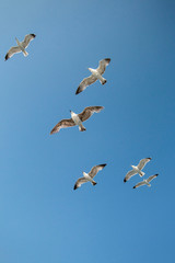 Seagull flying in the blue sky