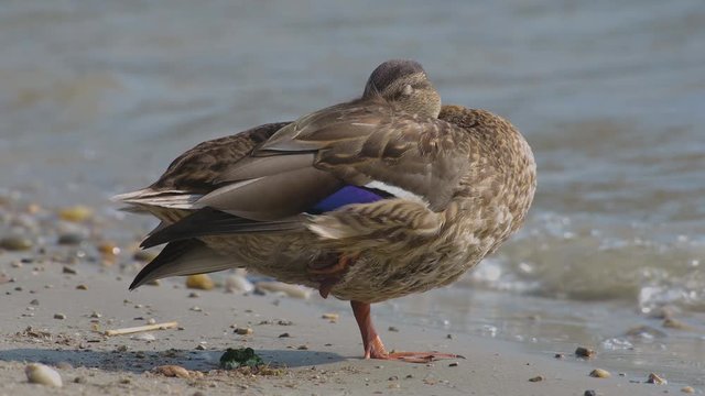 Wild duck relaxing on the coas the lake Balaton of Hungary