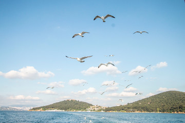 Seagull flying in the blue sky