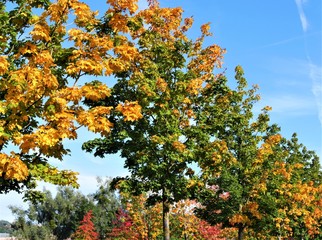 Naklejka premium Indian Summer