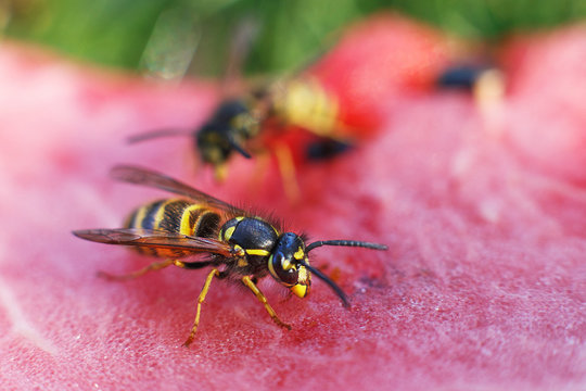 wasp on a watermelon close up on a grass background.  A wasp macro.