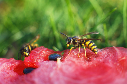 wasp on a watermelon close up on a grass background.  A wasp macro.