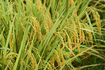 close up of ripening rice in a paddy field