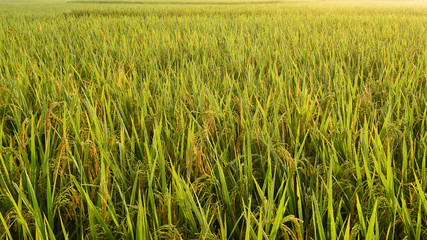 close up of ripening rice in a paddy field
