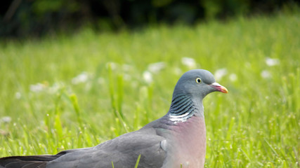 One colored pigeon feathering body high section with his detailled neck. Headshot or portrait close-up shoot focus on foreground. Bird is in herbs