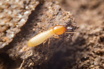 The small termite on decaying timber. The termite on the ground is searching for food to feed the larvae in the cavity.