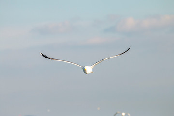 Seagull flying in the blue sky