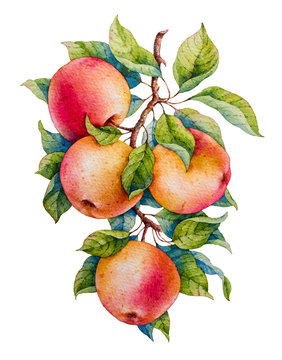 Apple. Watercolor illustration.