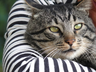 Cat's head streaked in the arms of a woman in a black and white striped dress.