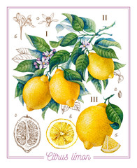 Botanical lemon. Watercolor. Citrus fruit