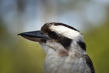 Australian Wildlife wild bird Kookaburra closeup profile