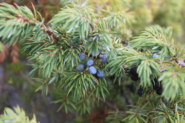 Green branch with berries