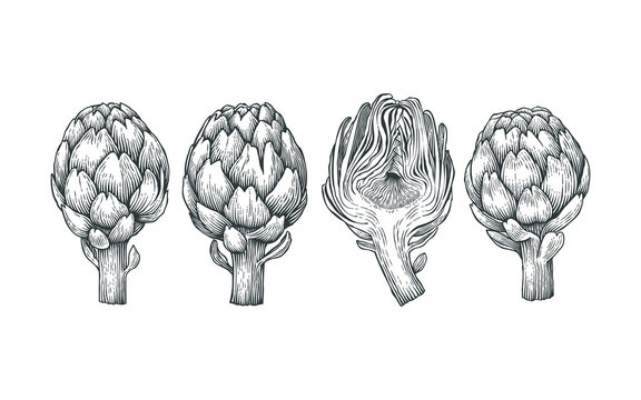Artichokes. Hand drawn engraving style illustrations.