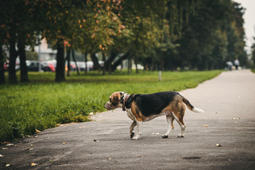 Cute beagle don in the autumn park.