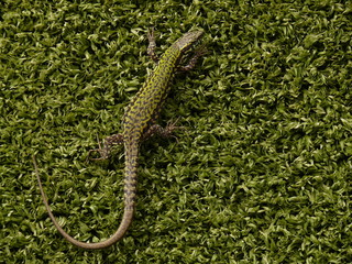 Lizard on a fake green plastic lawn.
