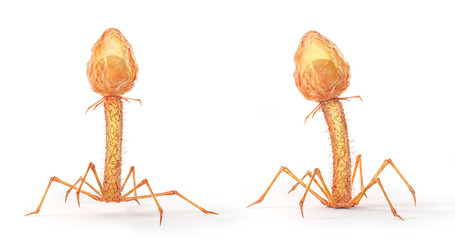 Microbiology concept. Bacteriophages isolated on a white background. 3d illustration