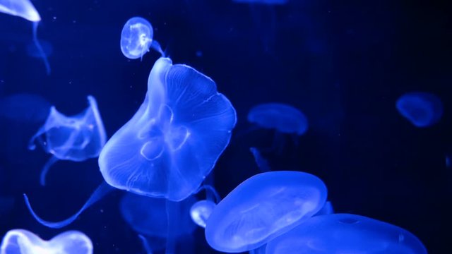4K. group of fluorescent jellyfish swimming in Aquarium pool. transparent jellyfish underwater footage with glowing medusa moving around in the water. marine life wallpaper background.