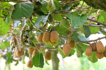 Fruits of kiwi, on the branch